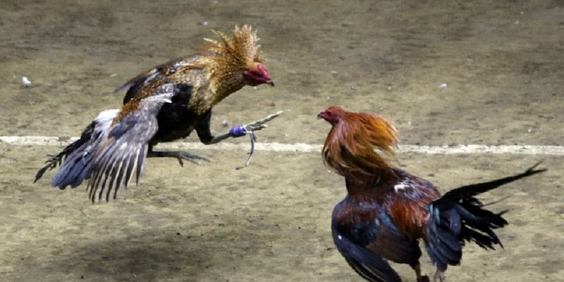 Đá gà cựa dao với các trận đấu mãn nhãn
