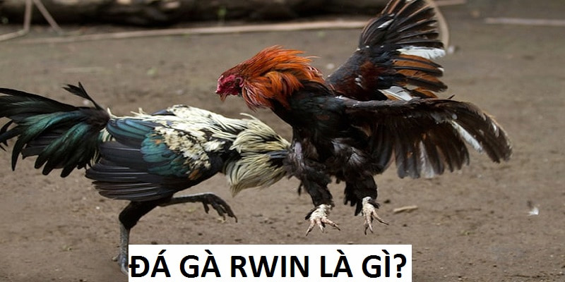 Đá Gà RWIN là chuyên mục cá cược tại nhà cái